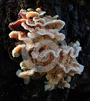 Fungus on a rotting log