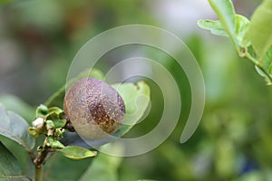 Fungus rust of lime
