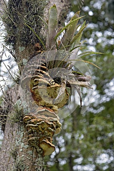 Fungus seen from below resting on tree trunk