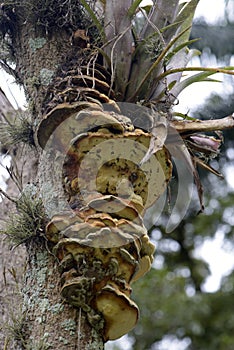 Fungus seen from below resting on tree trunk