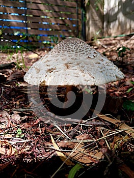 Fungus seta hongo photo