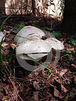 Fungus seta hongo photo