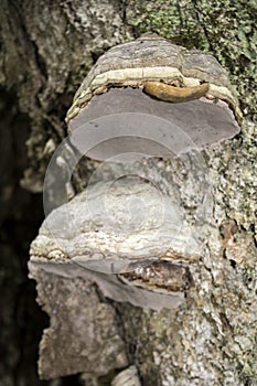 Fungus with slug