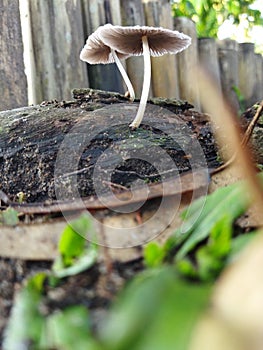 fungus This species is a decomposer that can be found in grassy areas, alone, scattered or in small groups