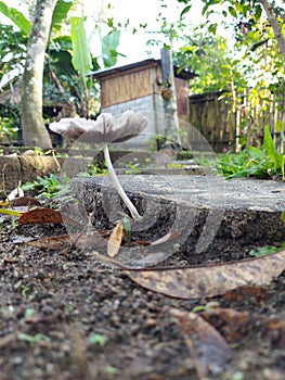 fungus This species is a decomposer that can be found in grassy areas, alone, scattered or in small groups