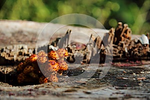 Fungus on the stump of tree. photo