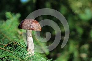 Fungus in the sunlight