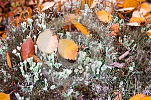 Fungus Surface in Autumn Taiga Forest