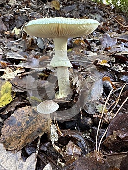 Fungus thrives among terrestrial plant leaves on the ground