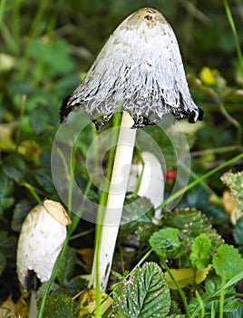 Fungus toadstool