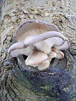 Fungus On A Tree