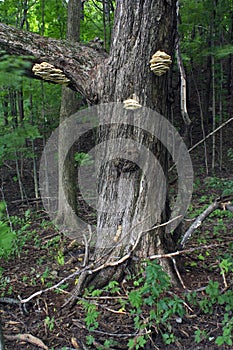 Fungus on tree in the forest