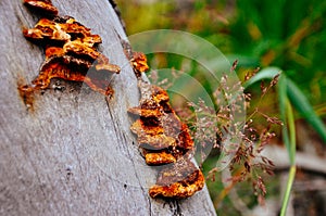 Fungus on a tree near a lake in Northern British Columbia.