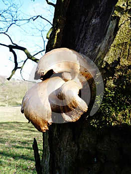 Fungus on tree sticking out white bark