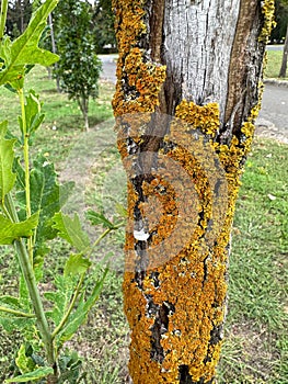 Fungus on a tree trunk in autumn time