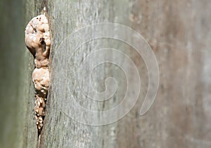 Fungus on a tree trunk