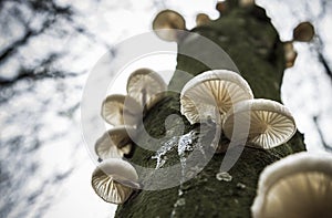 Fungus tree woods forest autumn Oudemansiella mucida