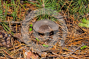 The fungus Tricholoma triste grows in a pine forest. Mushroom close-up. Soft selective focus. photo