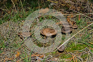 The fungus Tricholoma triste grows in pine forests. Mushrooms close up. photo