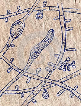 Fungus Trichophyton tonsurans, hand-drawn illustration