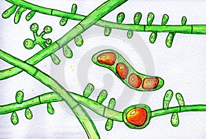 Fungus Trichophyton tonsurans, hand-drawn illustration