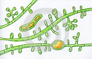 Fungus Trichophyton tonsurans, hand-drawn illustration