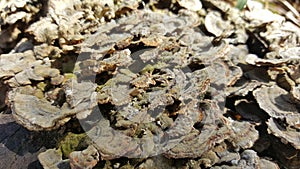 Fungus on wooden surface