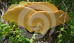 Fungus yellow excrescences