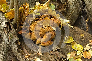 Funguses grows on wood closeup