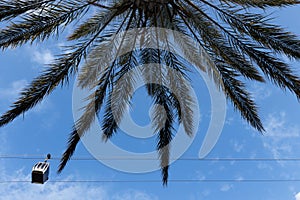 funicular cabin in a blue sky against the background of palm tree branches