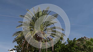 Funicular cabins movement over palm tree with sky on background
