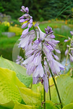 Funkia Hosta - Flower Hosta