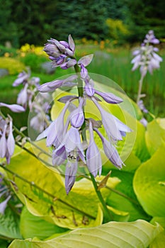 Funkia Hosta - Flower Hosta