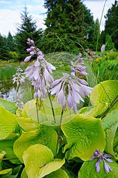 Funkia Hosta - Flower Hosta