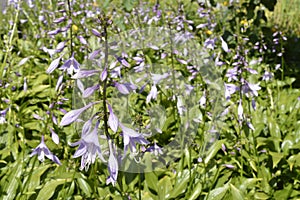 Funkia hosta lancifolia