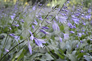 Funkia hosta lancifolia