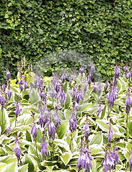 Funkia - Hosta Mediovariegata flower in bloom