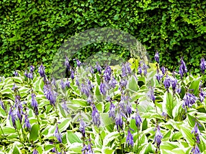 Funkia - Hosta Mediovariegata flower in bloom