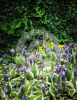 Funkia - Hosta Mediovariegata flower in bloom