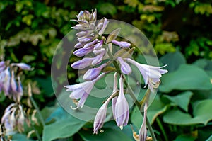 Funkia Hosta Tratt flower