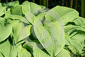 Funkia leaves, big hosta leaves, fresh green leaves of funkien leaves.