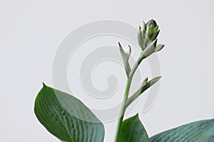 Funkia sina plant with flower on white background