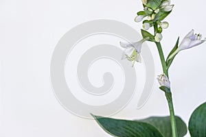 Funkia sina plant with flower on white background