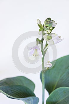 Funkia sina plant with flower on white background