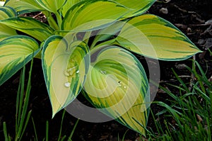 Funkia with yellow leaves under development