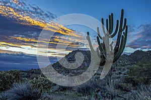 Funky Arizona Saguaro Cactus at sunrise.