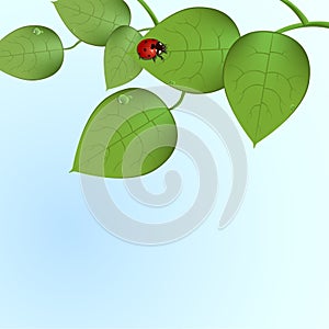 Funky ladybug