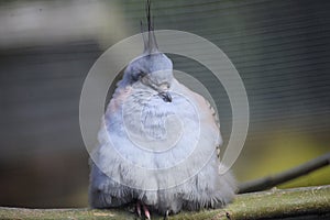 Funky pidgeon