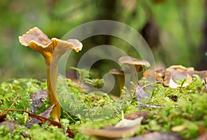 Funnel chanterelle, Craterellus tubaeformis growing among moss