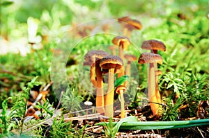 Funnel Chanterelle mushroom in forest
